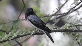 Blackheaded Cuckooshrike Singing [upl. by Amedeo]