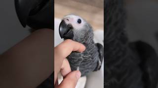 Cute sounds ASMR Lovely African grey baby parrot Loro Yaco [upl. by Falk64]