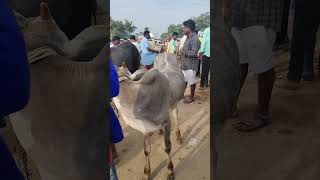 Kundarapalli Friday market cow [upl. by Zitella743]