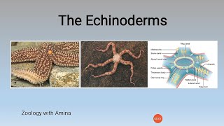 General characteristics of phylum Echinodermata  Zoology with Amina [upl. by Tahmosh]