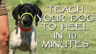 Teach Your Dog To Heel In Less Than 10 Minutes [upl. by Ennaecarg]