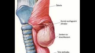 Esophageal diverticula [upl. by Sallee988]