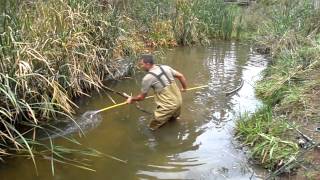 carp spear fishing [upl. by Grete]