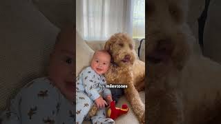 Golden Doodle and baby are ONE [upl. by Aindrea]