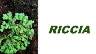 Riccia general characteristics amp life cycle TGT PGT singh panday jain [upl. by Xirdnek]