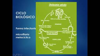 Ciclo biológico de Onchocerca volvulus [upl. by Helena]