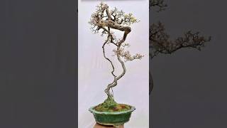 Bonsai đẹp ý tưởng độc đáocaycanh bonsai [upl. by Enetsirhc]