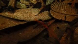 Red Macrobrachium shrimp from Betta macrostoma habitat part 1 [upl. by Eiduam]