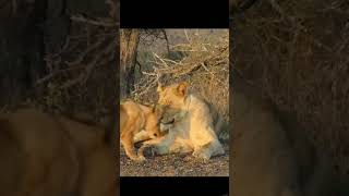 HOW HEARTWARMING ❤✨💯🐯🐯🐯 thelionking cub cute fetedesperes nature wildlife safari africa [upl. by Broida]