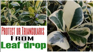 Ficus triangularis leaf drop solutionEp 6 6 special tips for ficus [upl. by Lemhar189]