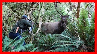 Seeing stags on day 1 Fiordland wapiti Elk [upl. by Rubia230]