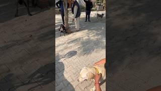 Dog vaccination 💉 🐕 labradoretriever dogowner dogworld petowner worlddoglovers doglover [upl. by Llyrat911]