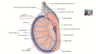 Embryology Histology and physiology of leydig cells [upl. by Ayocal]