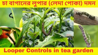 চা বাগানের লুপার লেদা পোকা দমন। Looper Controls in tea garden [upl. by Aivatnuhs]