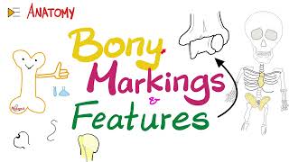 Bony Markings amp Features Tubercle Tuberosity Trochlea Fossa Fovea Crest Ridge…etc  Anatomy [upl. by Zzahc420]