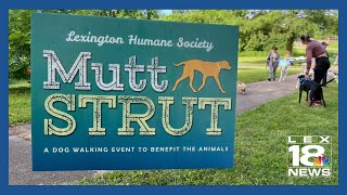 MUTT STRUT raises money for Lexington Humane Society [upl. by Alyk]