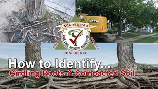 Identify girdling roots and compacted soil [upl. by Gnehs]