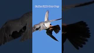 Eagles Fight Over Prey eagles birds animals shorts [upl. by Christos225]