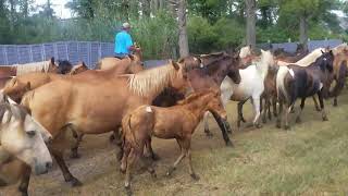 chincoteague pony swim 2022 [upl. by Nnylrebma]