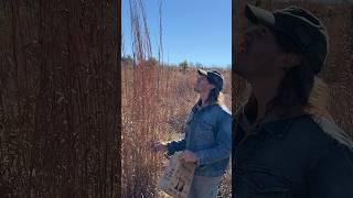 Big Bluestem growing to historic height of 12 feet prairie nature oklahoma greatplains [upl. by Lemert823]