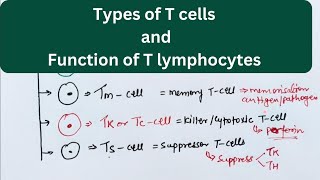 Different types of T cellsRole of different T lymphocytes in Immune system tlymphocytes tcells [upl. by Kcirdde]