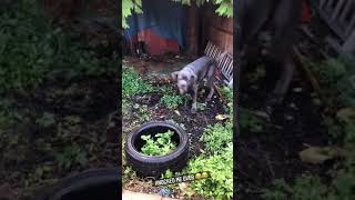 CANE CORSO ATTACKS GIRL  SHE WAS NOT TOO HAPPY [upl. by Adlanor]