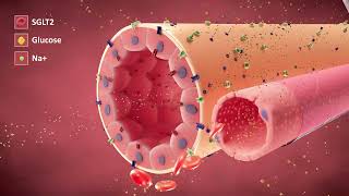 The Cellular Actions of SGLT2is [upl. by Carmelo]