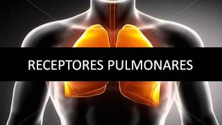 Receptores pulmonares  Fisiopatología respiratoria [upl. by Leunammi]