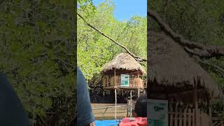 Mangrove forest not in SundarbanMiddle AndamanNatures pride [upl. by Pulling]