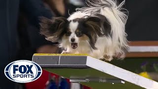 Lark the Papillon flawlessly executes the agility run to win the 8quot class  FOX SPORTS [upl. by Anirpas]