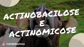 Diferença da Actinomicose e Actinobacilose 017 [upl. by Libb43]