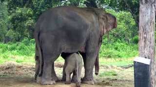 Cutest Baby Elephant Running to its Mom After Sensing Danger [upl. by Edroi]