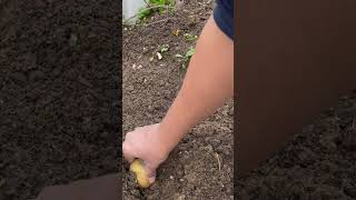 Potato planting in the ground [upl. by Geno]