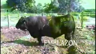 Emblazon 854E Toro Angus Negro [upl. by April]