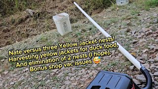 Learning about Yellow Jackets [upl. by Aikenahs]