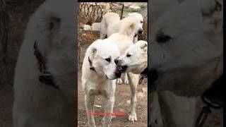 Alabai dog in full aggression dog cute alabaidog funny animals kangal funnypuppy cutealert [upl. by Rizzo]