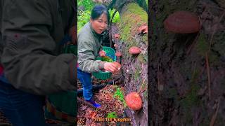 Tranquil World of Lingzhi Mushroom Harvesting in Rural Zhejiang 🍄 nature enjoy satisfying short [upl. by Noremac]