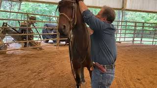 Putting a headstall on Zeke the untouchable [upl. by Calmas]