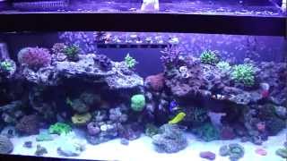 75g Reef Tank 13 Months [upl. by Ettezoj]