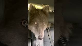 HUGE BLUE WOLF WITH YELLOW EYES werewolf direwolf yelloweyes bluewolf bluewolfdog wolf [upl. by Aryan]