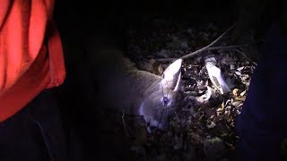 Using The Flir Scout III Thermal Camera for Deer Recovery [upl. by Eynobe975]