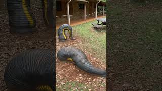 Giant leeches of Dorrigo National Park [upl. by Grimbald]