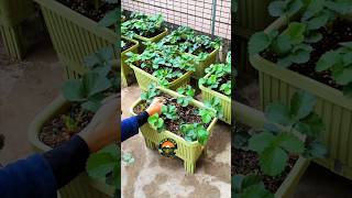 how to prune strawberries prune amazing strawberry ytshots [upl. by Copeland972]