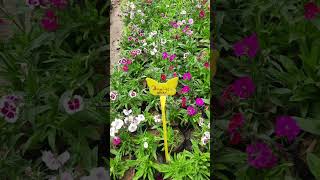 All Plants for Rs 20Saini Plant HomeRamiyas Gardening and Travel Vlogs [upl. by Harp]