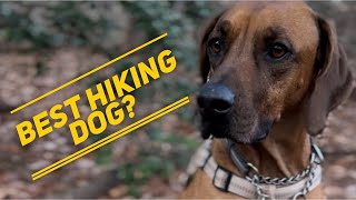 Rhodesian Ridgeback  The Best Hiking Dog [upl. by Isle]