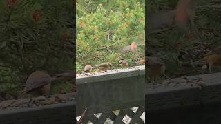 Yellow And Red Crossbill Birds Eating Bird Seed Birds nature birdwatching redcrossbill wildlife [upl. by Quinta]