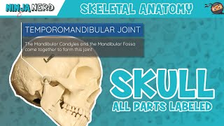 Skull Anatomy  With Labels Updated Version [upl. by Krein871]