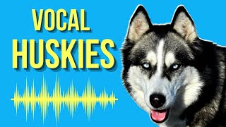 Why Do Huskies Talk So Much  Vocal Husky [upl. by Oregolac]