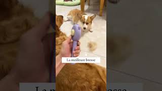 La Meilleure Brosse pour Chien  Poils Propres Maison Propre DogCare PetGrooming BrosseChien [upl. by Sualakcin]