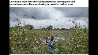 Locust causes devastation in Africa [upl. by Alana477]